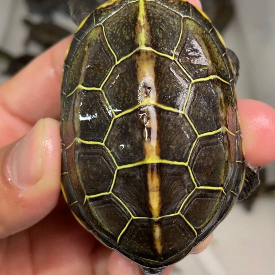 中华草龟不分公母