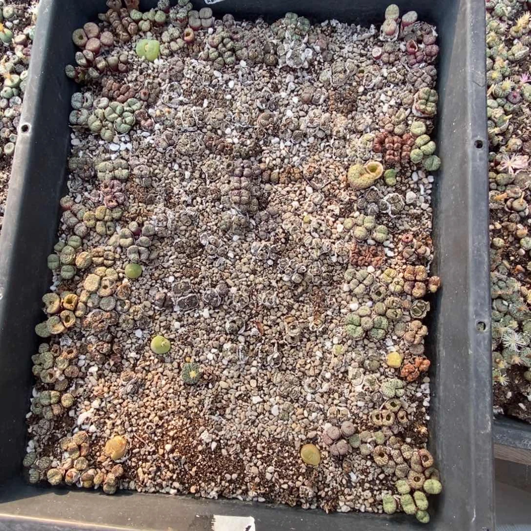 5130 被鸟吃了的肉锥筐