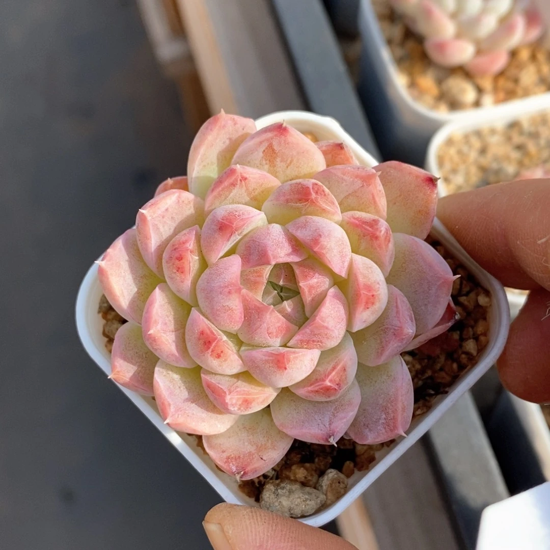 精品多肉一物一拍176