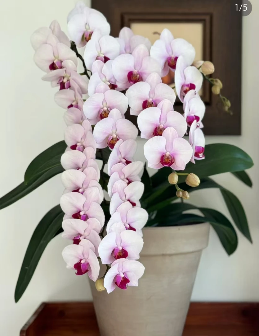 一个剑。瑕疵苗【杭州美女2.8杯。】没有开花