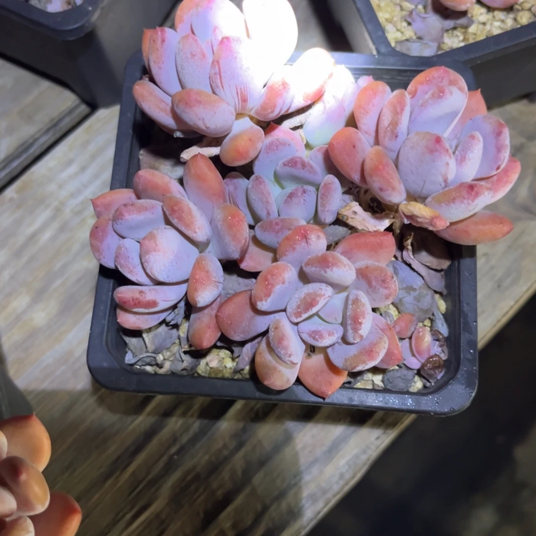 灰姑娘量拍6头起发