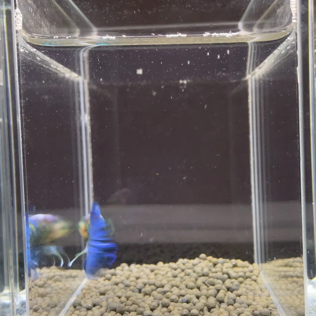 斗鱼8号荧光波妞绿魔