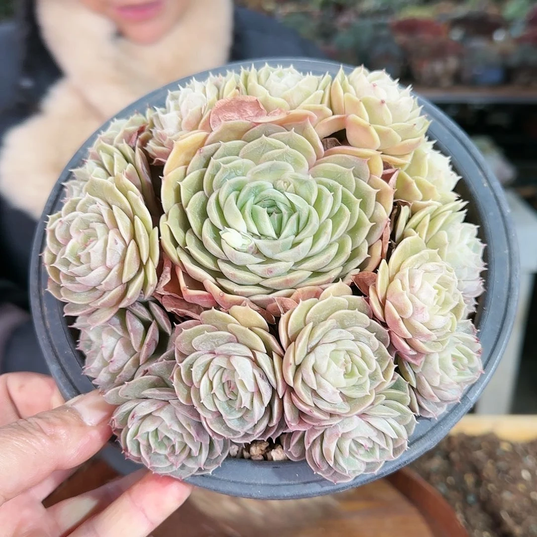 昂手捧48.8           肉