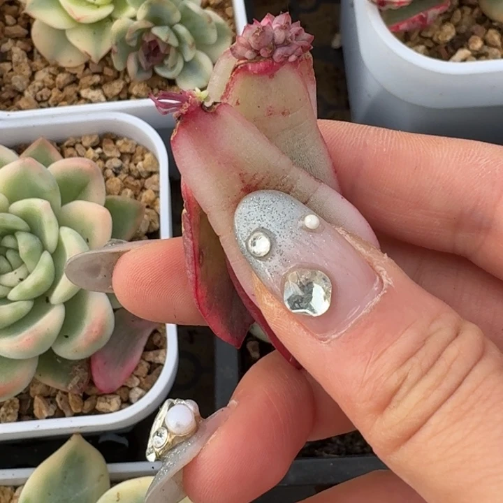 用***2红便士叶片一物一拍