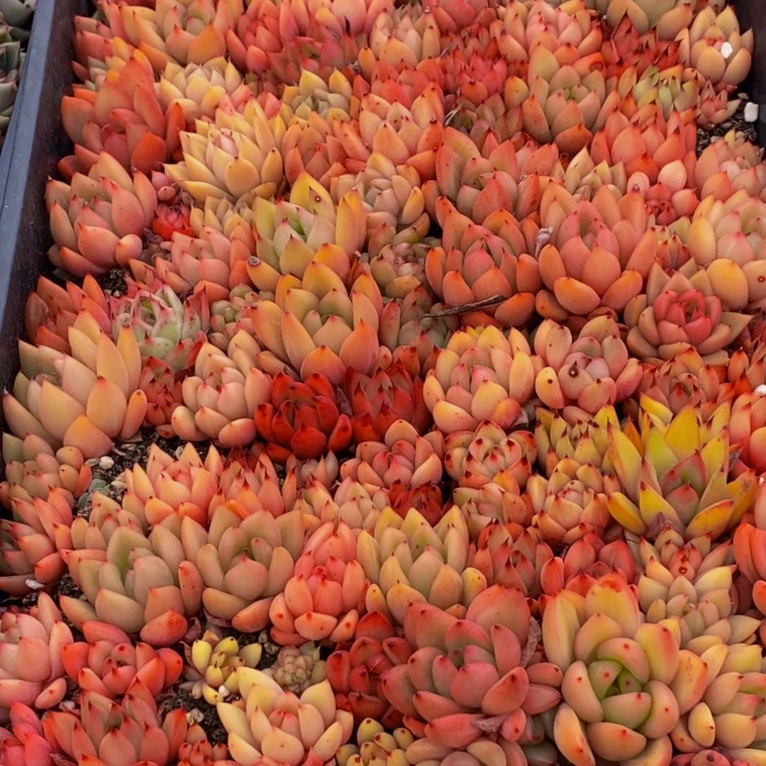 656多肉植物百科名片作译者