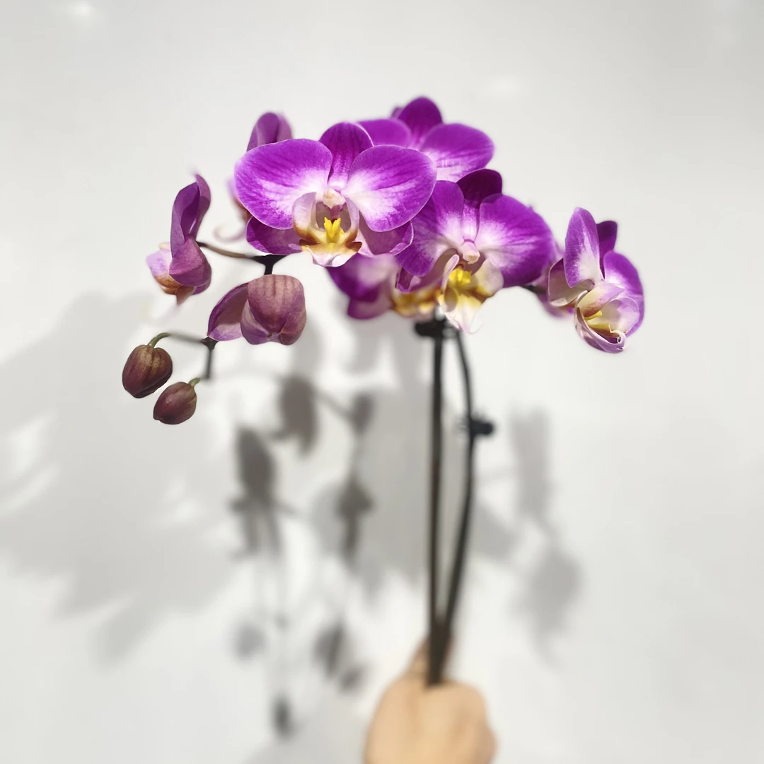 【斯普利特】室内 带香蝴蝶兰花 盆栽开花株 四季好养护绿植叶片