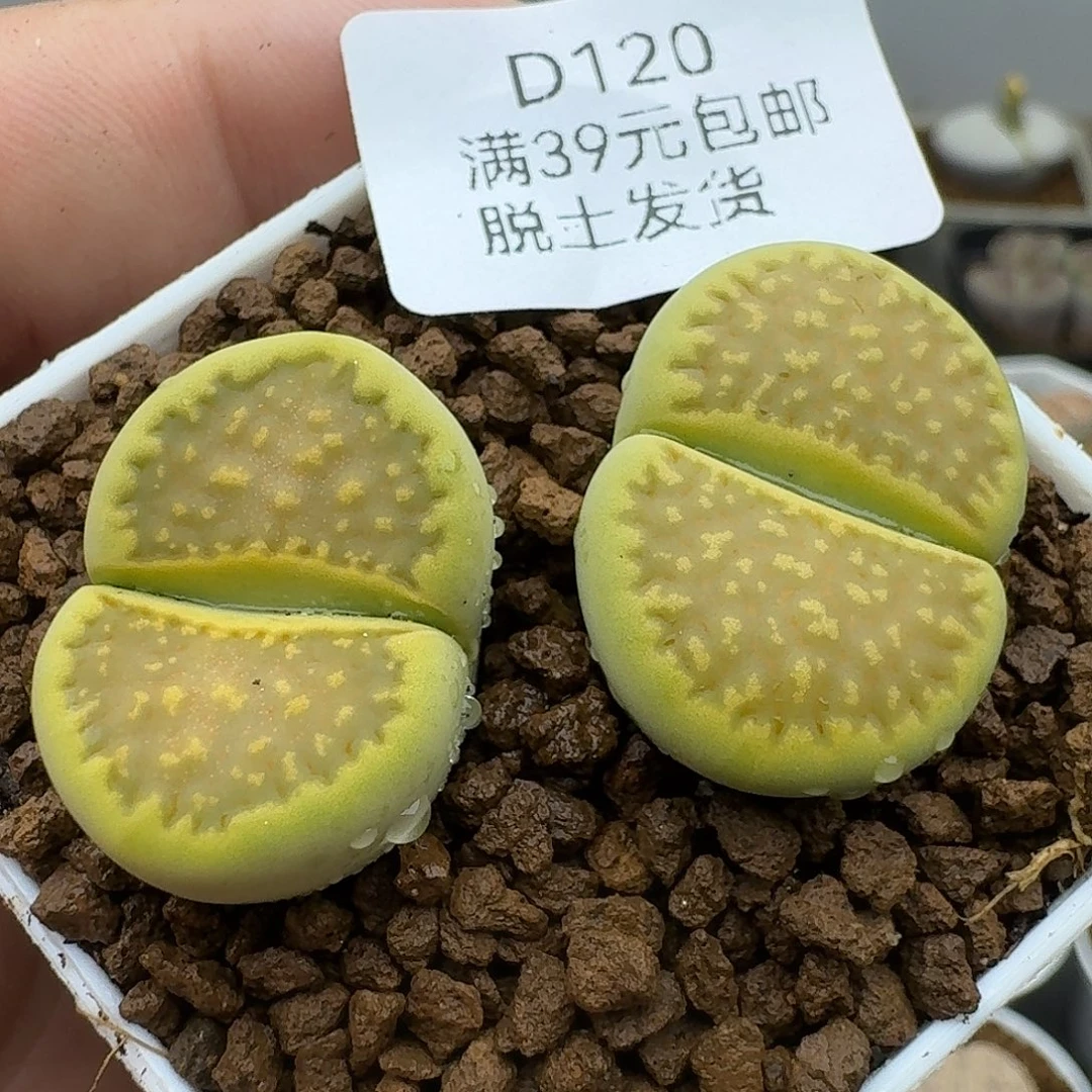 120多肉哈哈哈哈哈哈哈哈