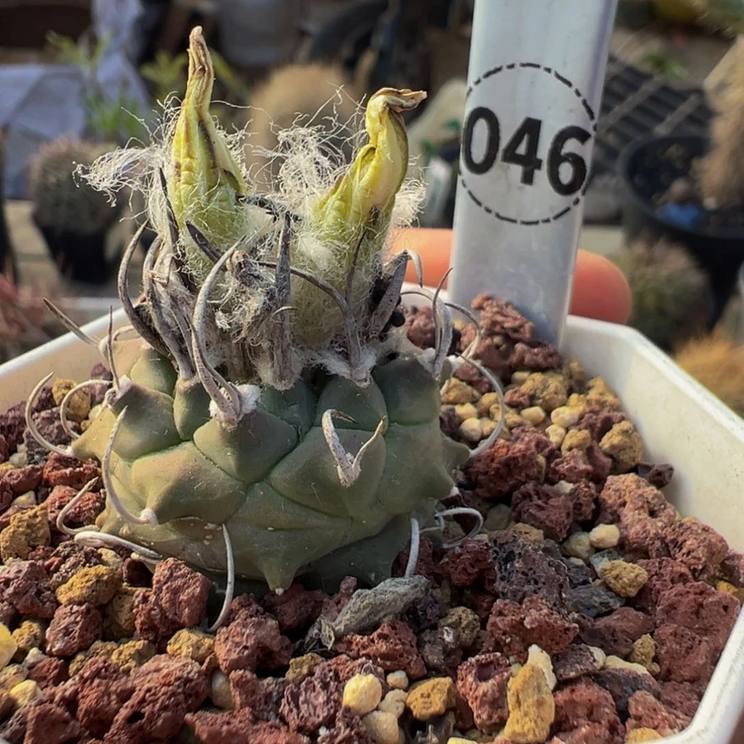 46实生根乌城丸多肉植物带盆土