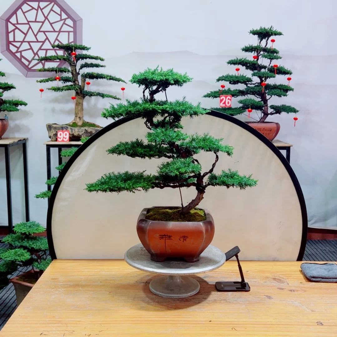 老桩盆景原生桩龙爪松