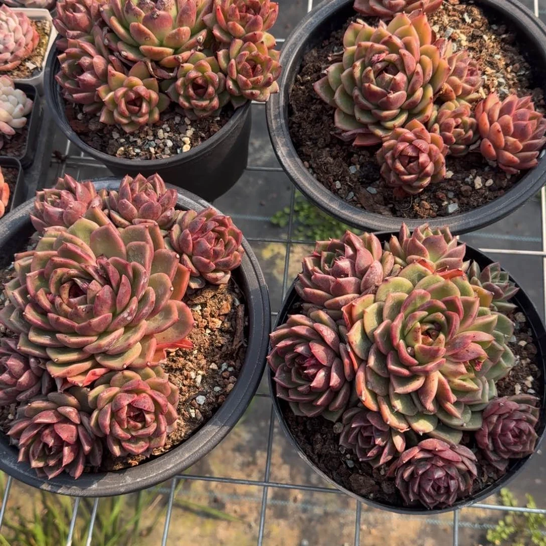 黑水晶玫瑰多肉群