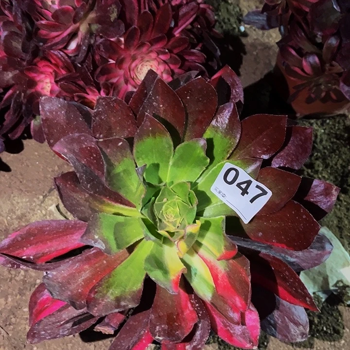 047魅影七彩多肉植物处理不售后