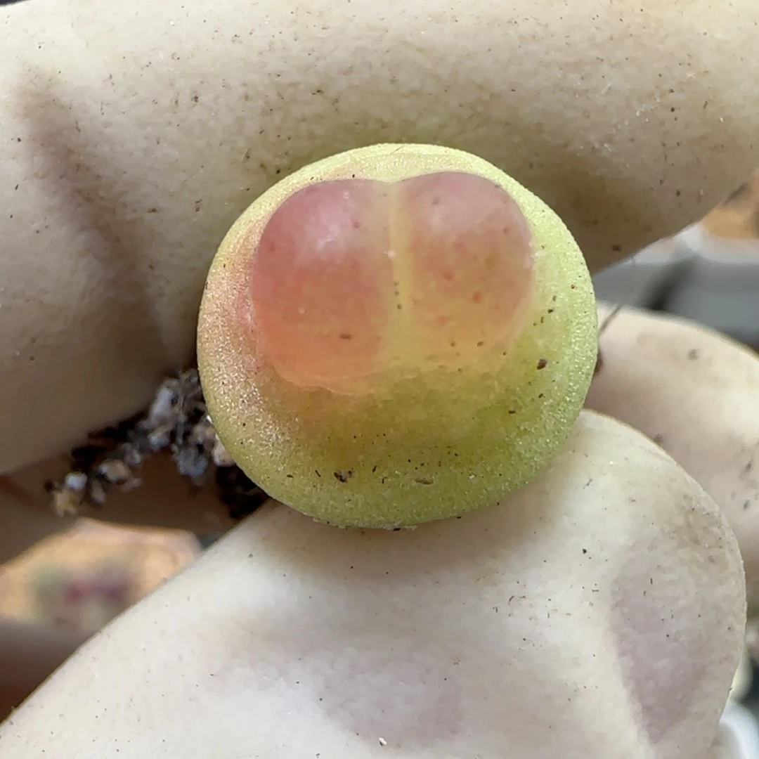 908日系大红拉登