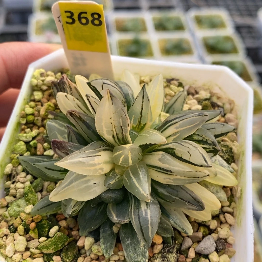 368号西瓜锦一头糊斑