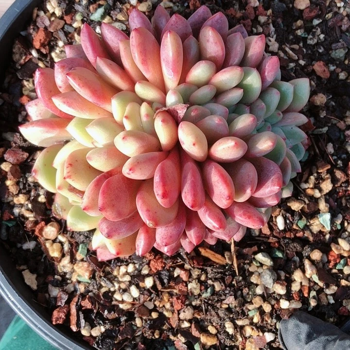 【闪购商品】曾*曾曾