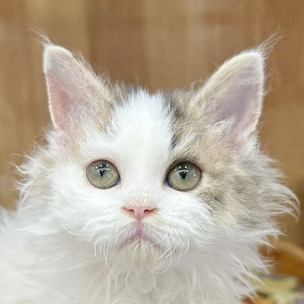 来了姊妹-金白塞凯猫-弟弟-20