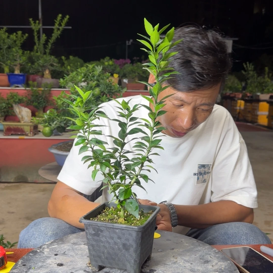 当前无花朵，栽培后可花朵楽*哥