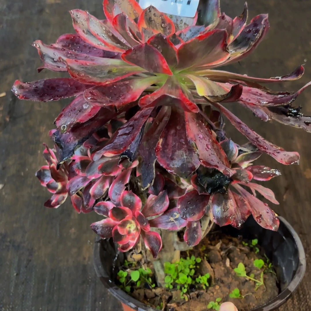 2627多肉植物红魔女