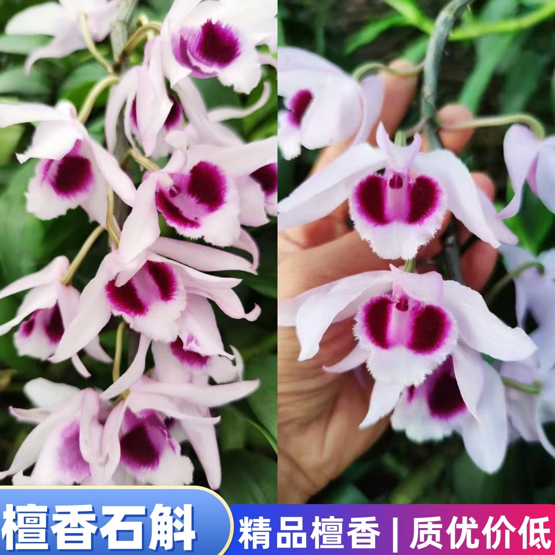 檀香石斛稀有檀香石斛花卉绿植盆栽精选檀香石斛广西白红檀香种植