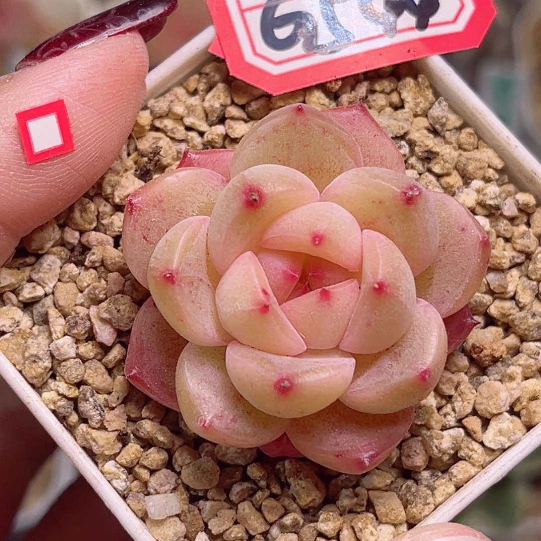 G544一物一拍 如意