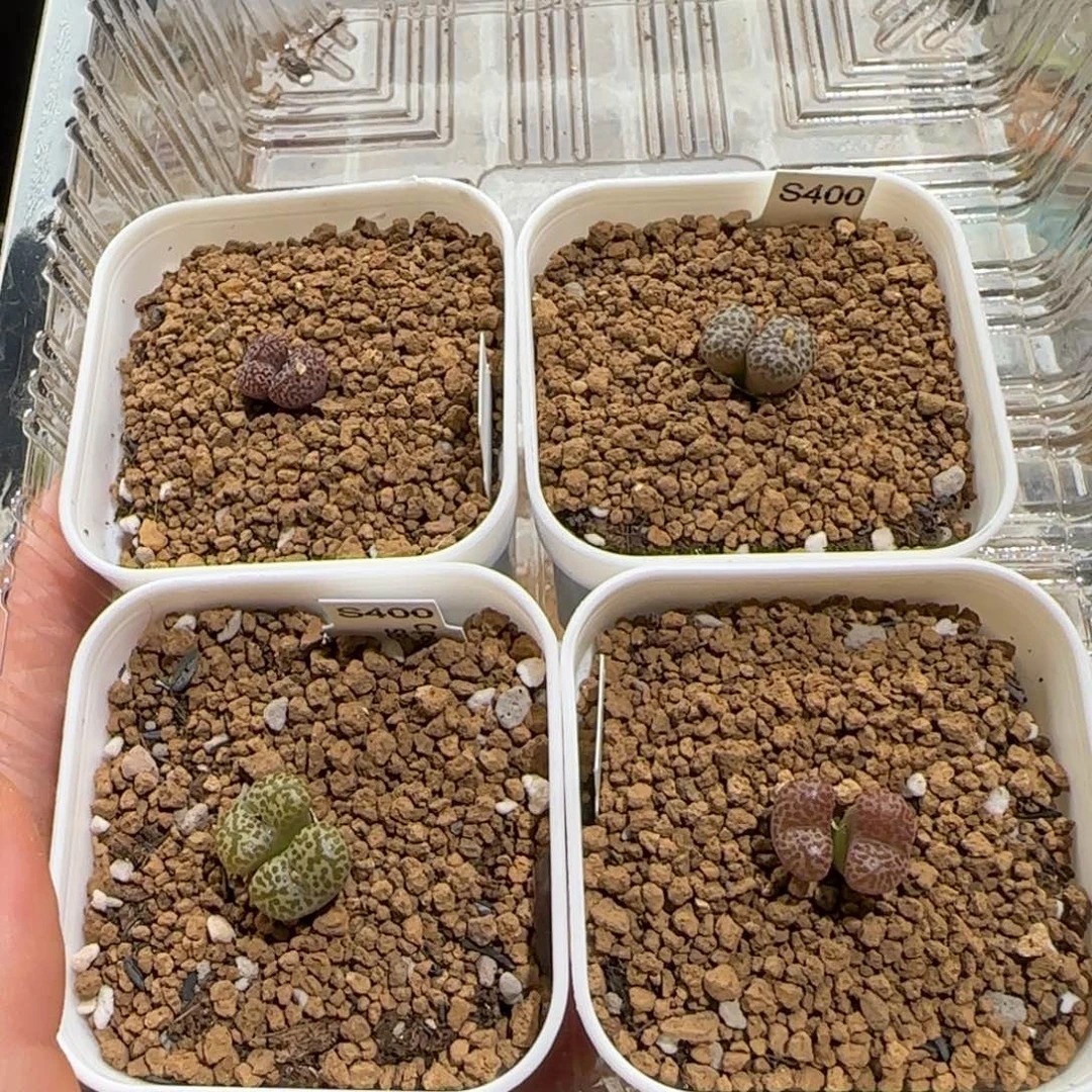 动***动肉锥多肉植物组合-573