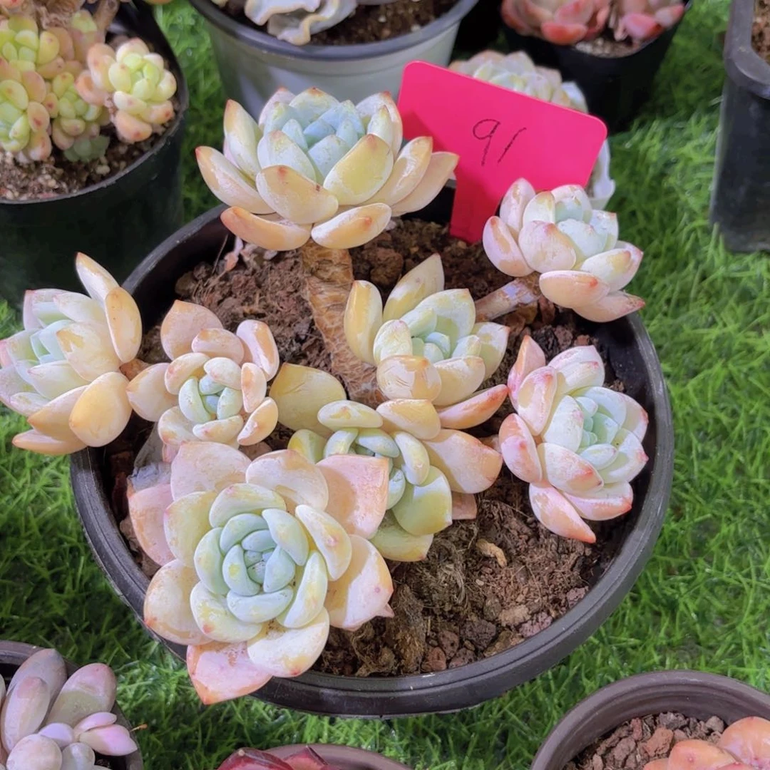 宇*我的小可爱们都好可爱