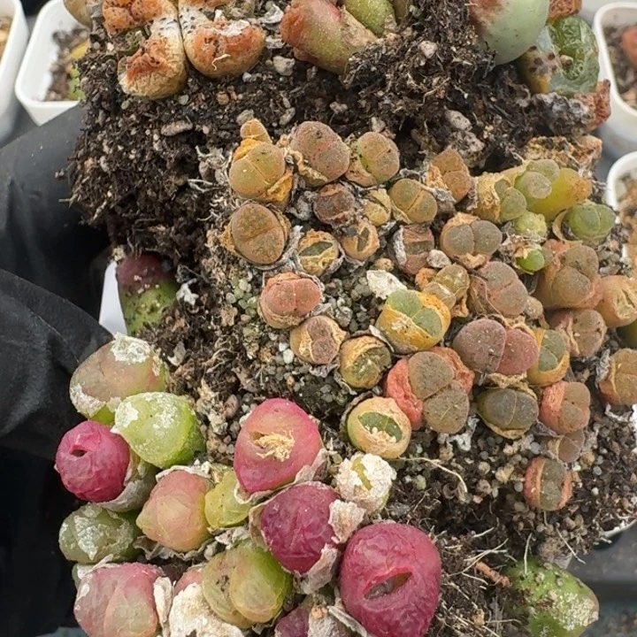 豆包多肉-61号福利混合