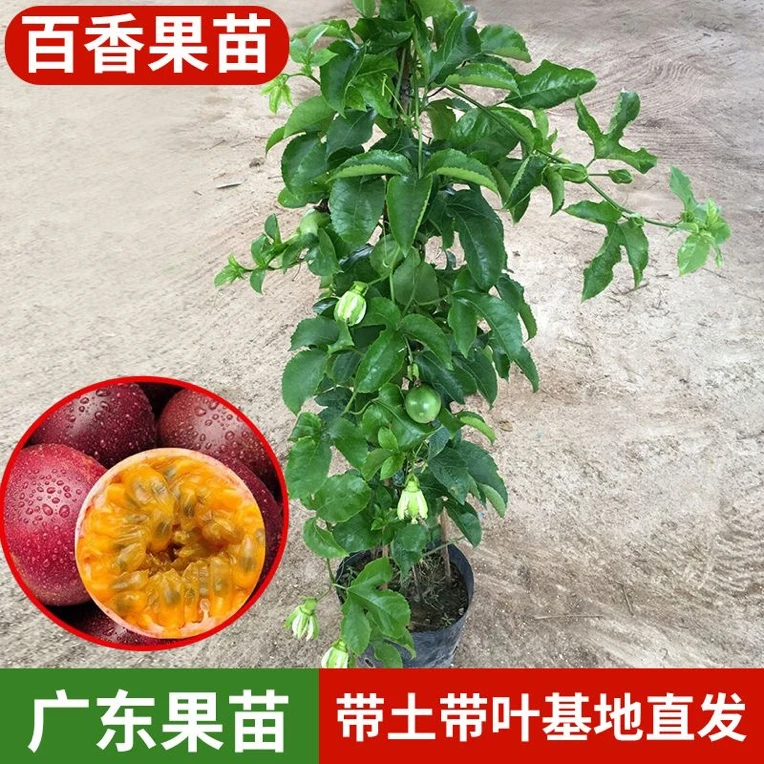 嫁接钦密9号百香果紫香百香果适合庭院盆栽种植南方室外庭院地种