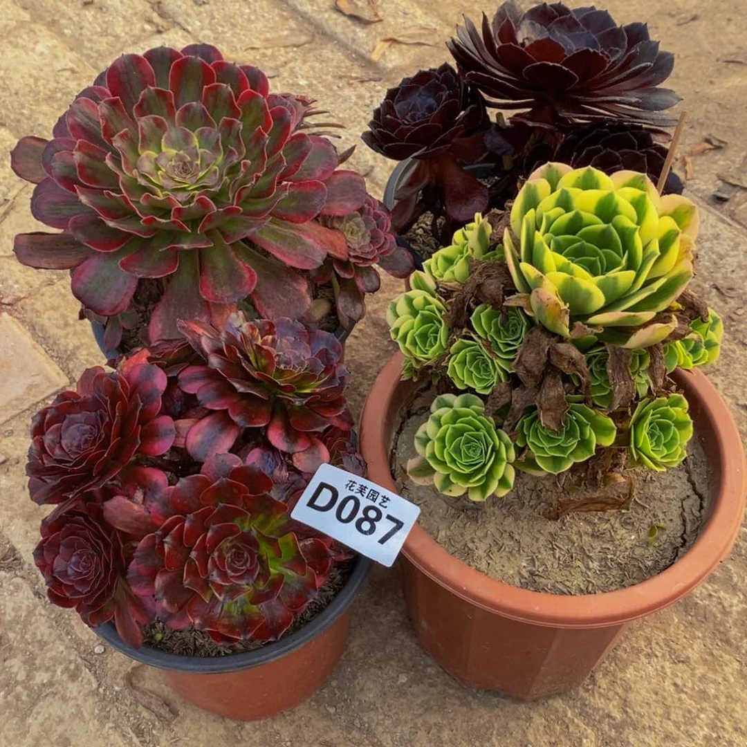 用***4四颗多肉植物087000