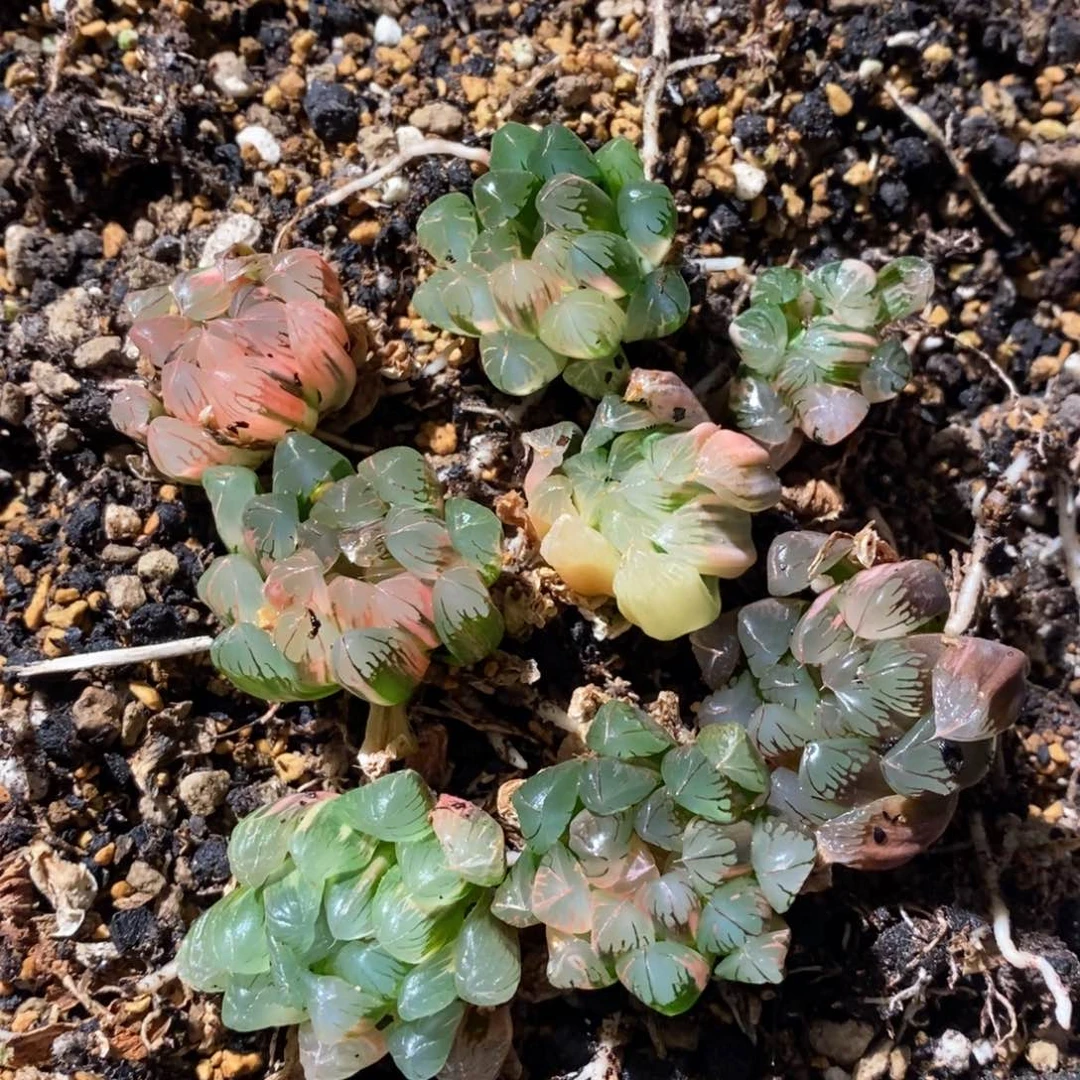 小***噜2886 八棵一起 下播福利