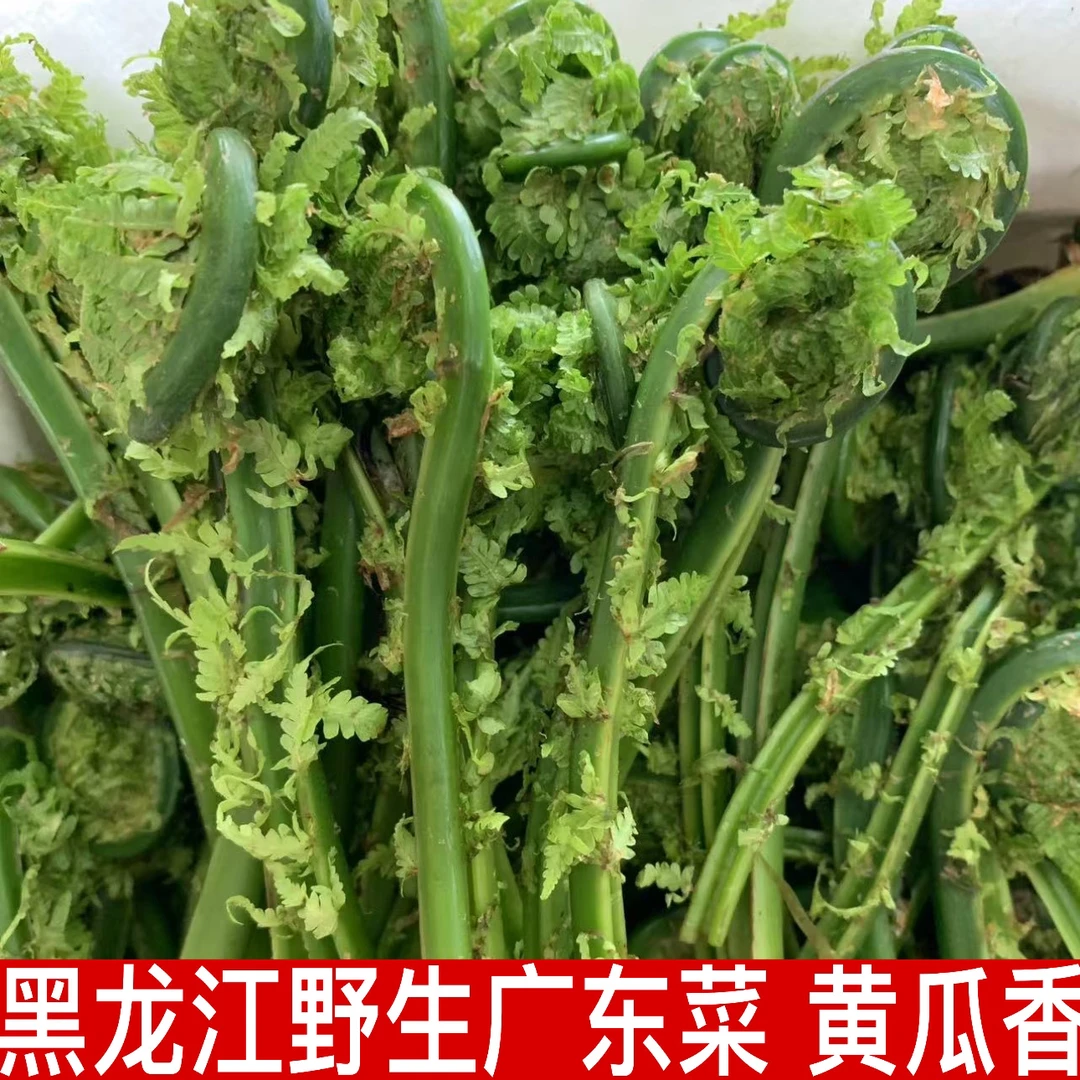 黑龙江野生山野菜广东菜 黄瓜香 2.5斤包邮