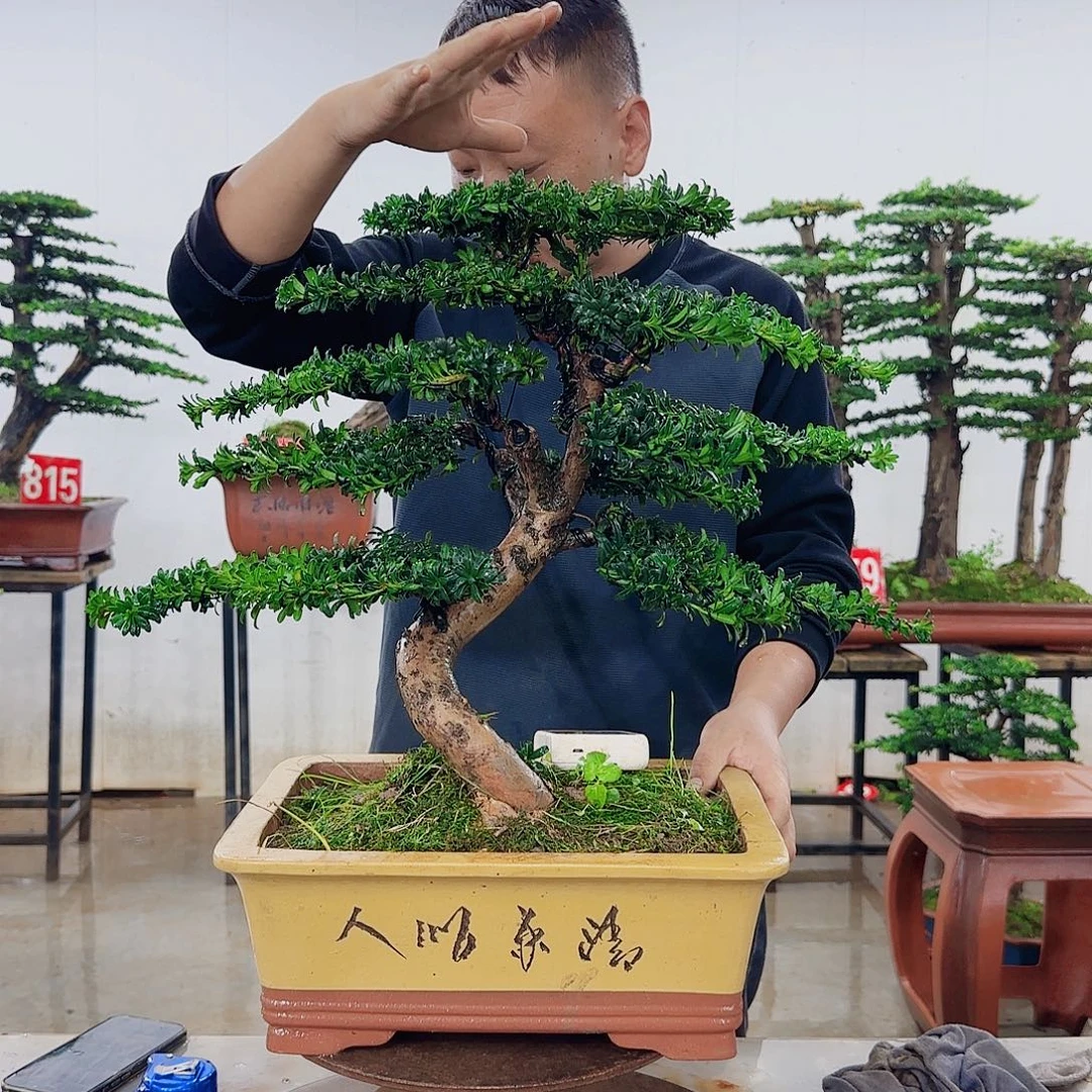 用***程无花朵盆景园林……