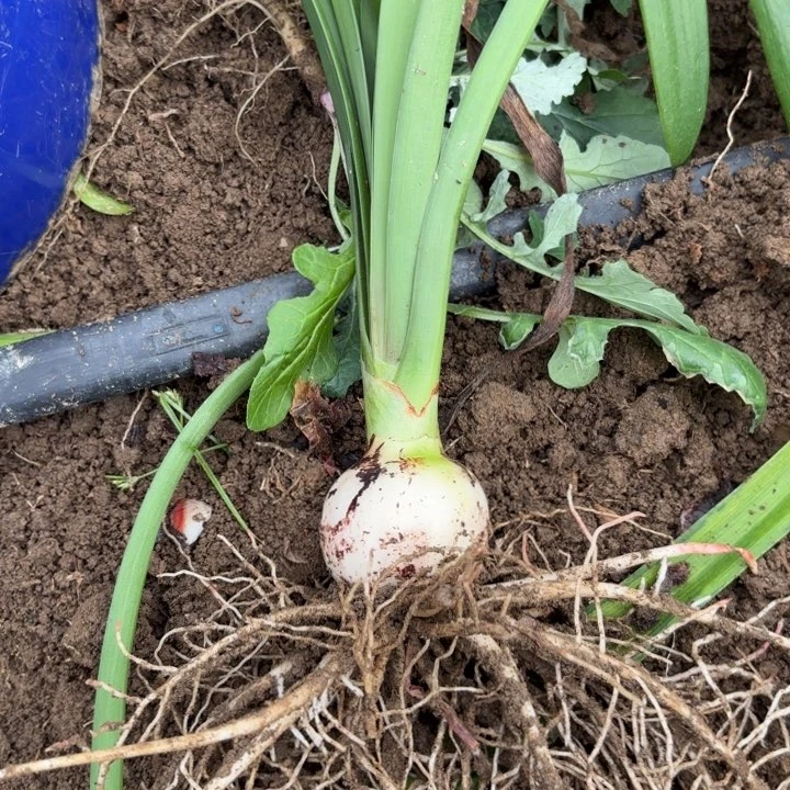 无花朵淘淘20号包对版