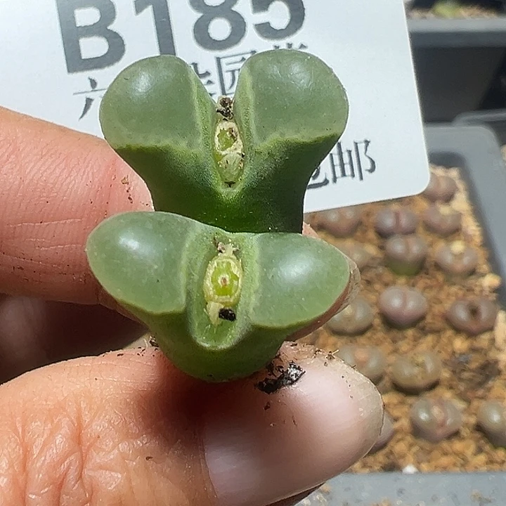 185号特价风铃多肉植物