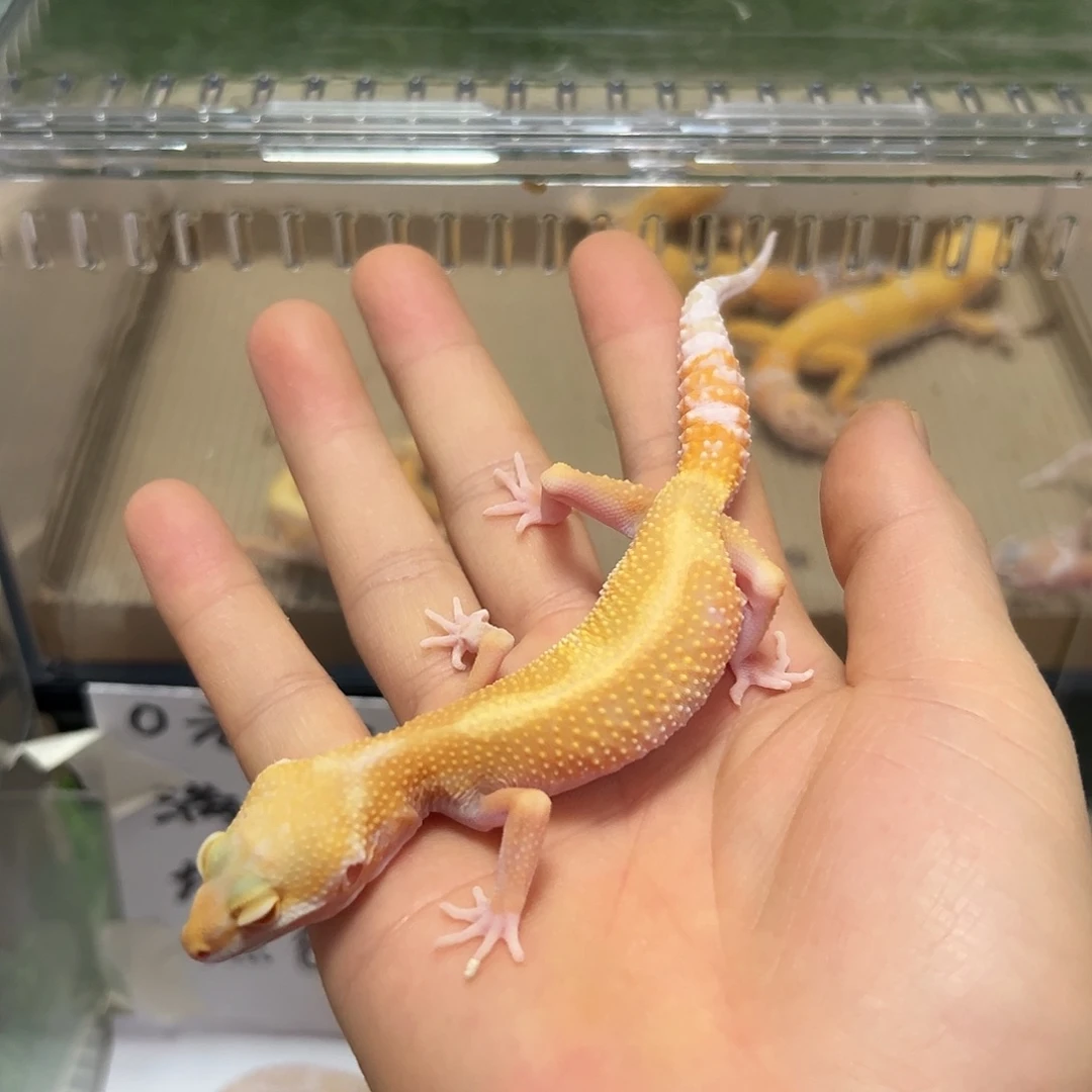 豹纹守宫豹纹守宫