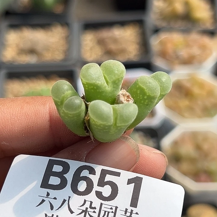 无花朵651号特价风铃