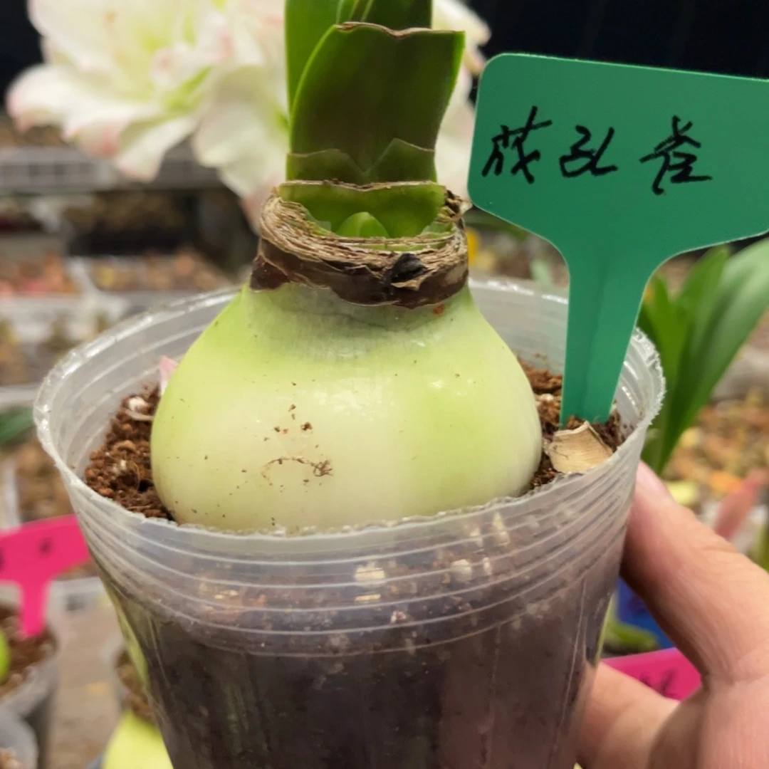 半***地花孔雀朱顶红带盆发货