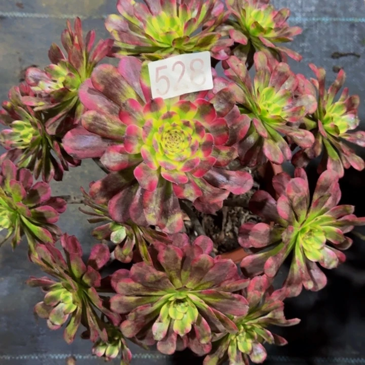 无花朵000000000528舞天姬