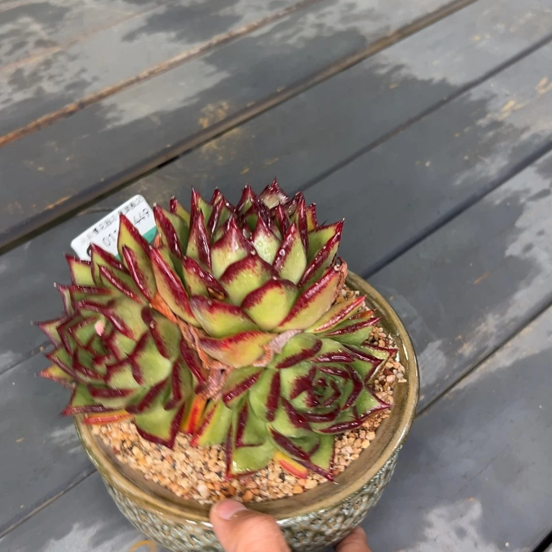 柿***~多肉一物一拍0114-449