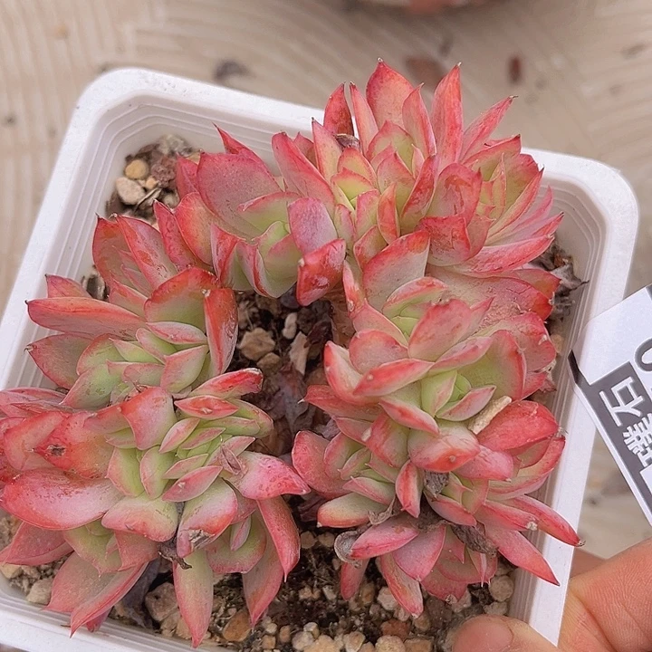 绮罗2110多肉植物