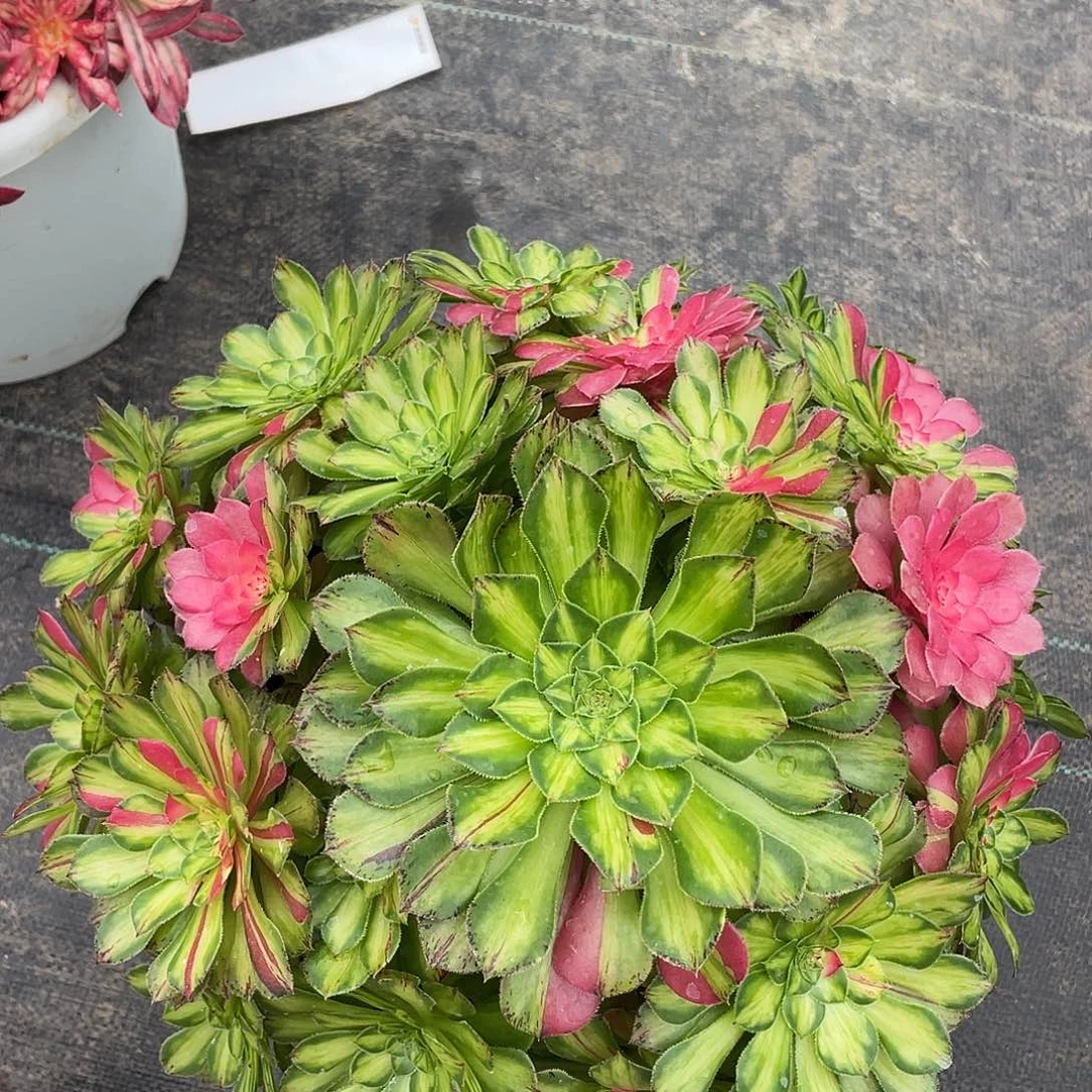 辉****6608哈哈姐姐健康辉哥哥哈哈哈哈回家