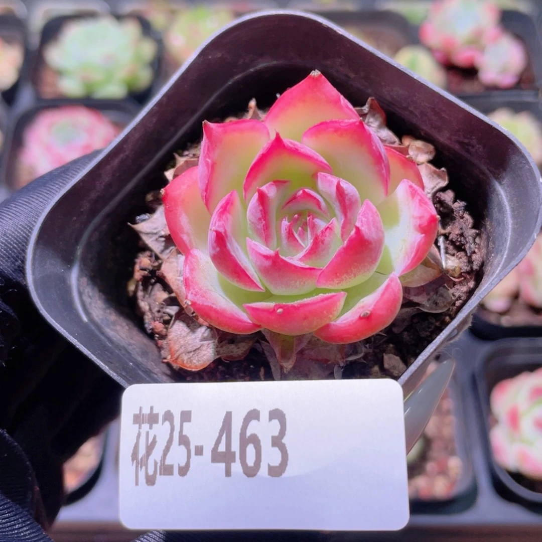 花利美25-463侧影