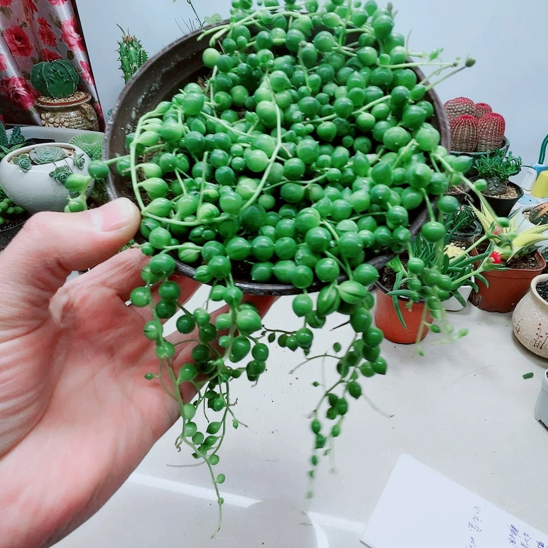 大盆福珠多肉植物