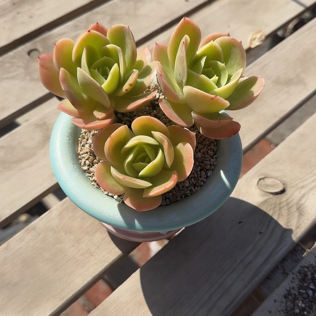 星纳塔带盆多肉植物