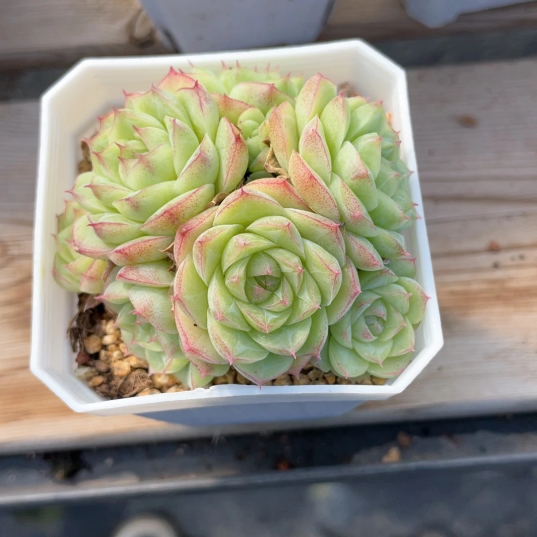 暖*优选潘多拉福利543