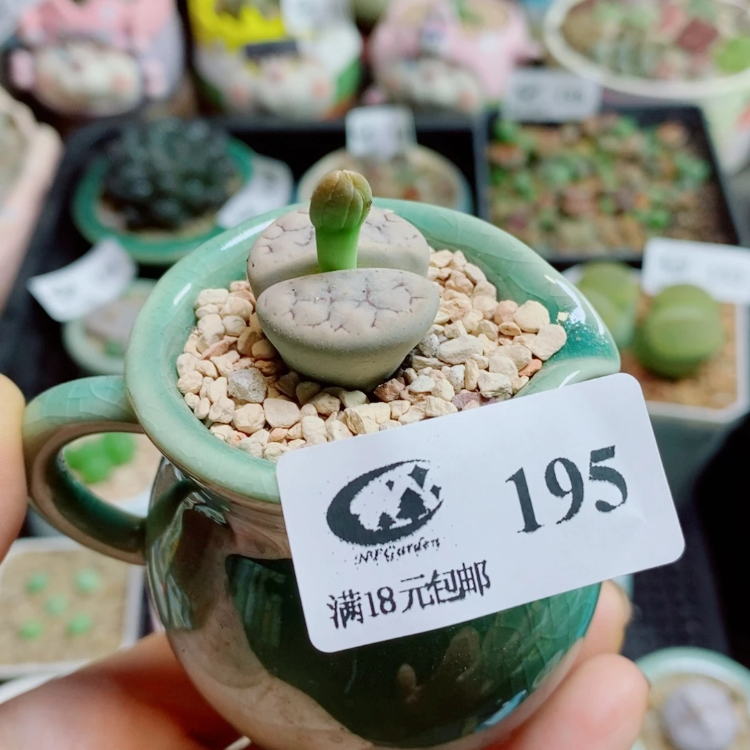 生石花花花花花花花花195