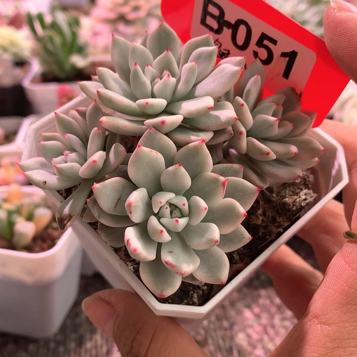 魅爪覆轮锦有根有