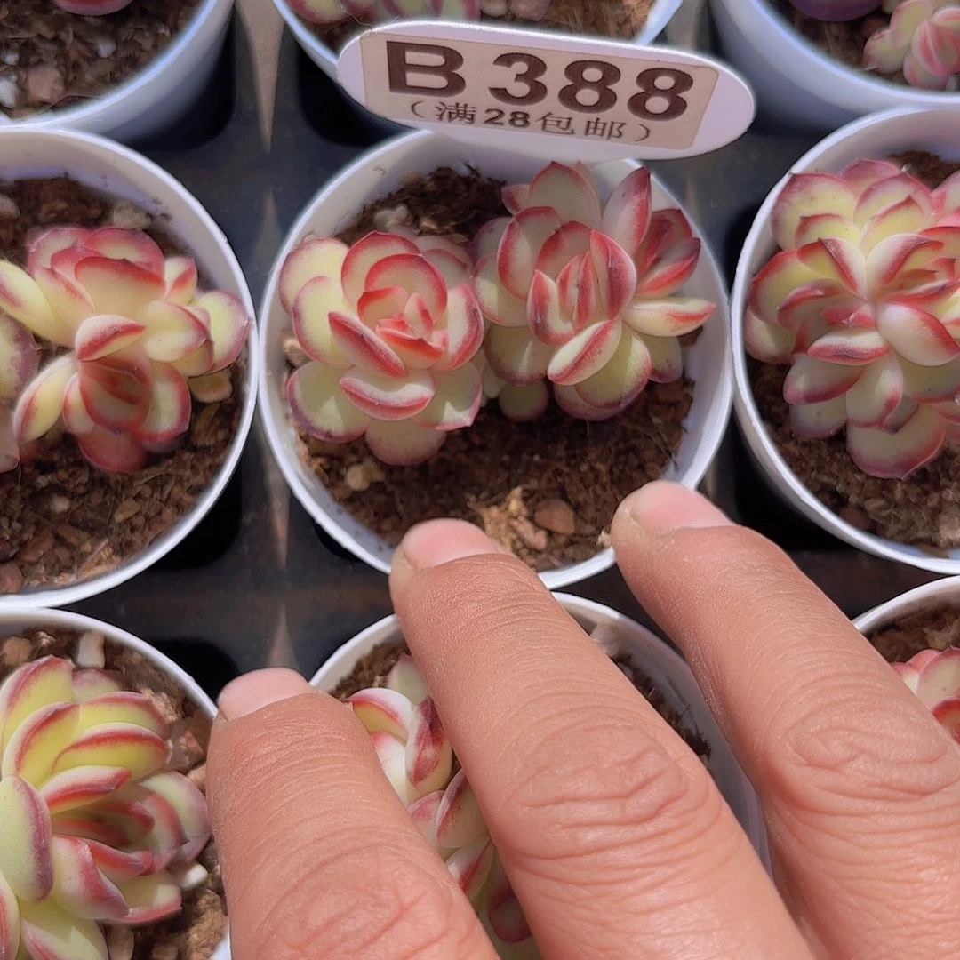 B288肉酱玫瑰一物一拍