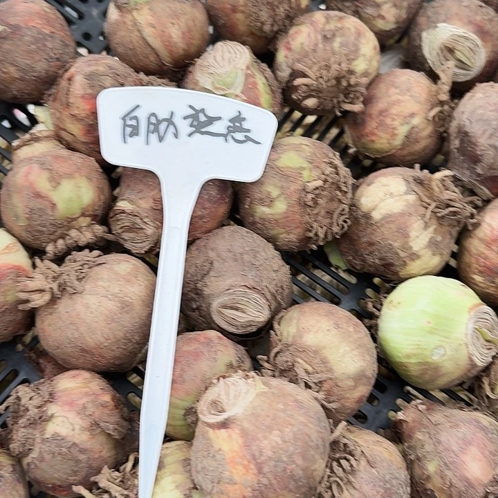 白肋热恋朱顶红一棵5+