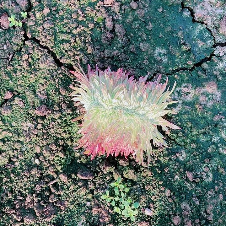 金丝菊缀化地里漂亮