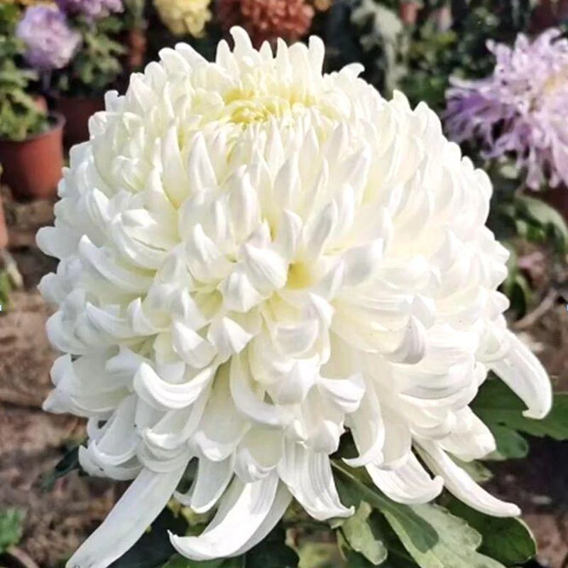 【白万圣】九月菊盆栽多季节开花耐热耐寒室内外阳台庭院花卉植物